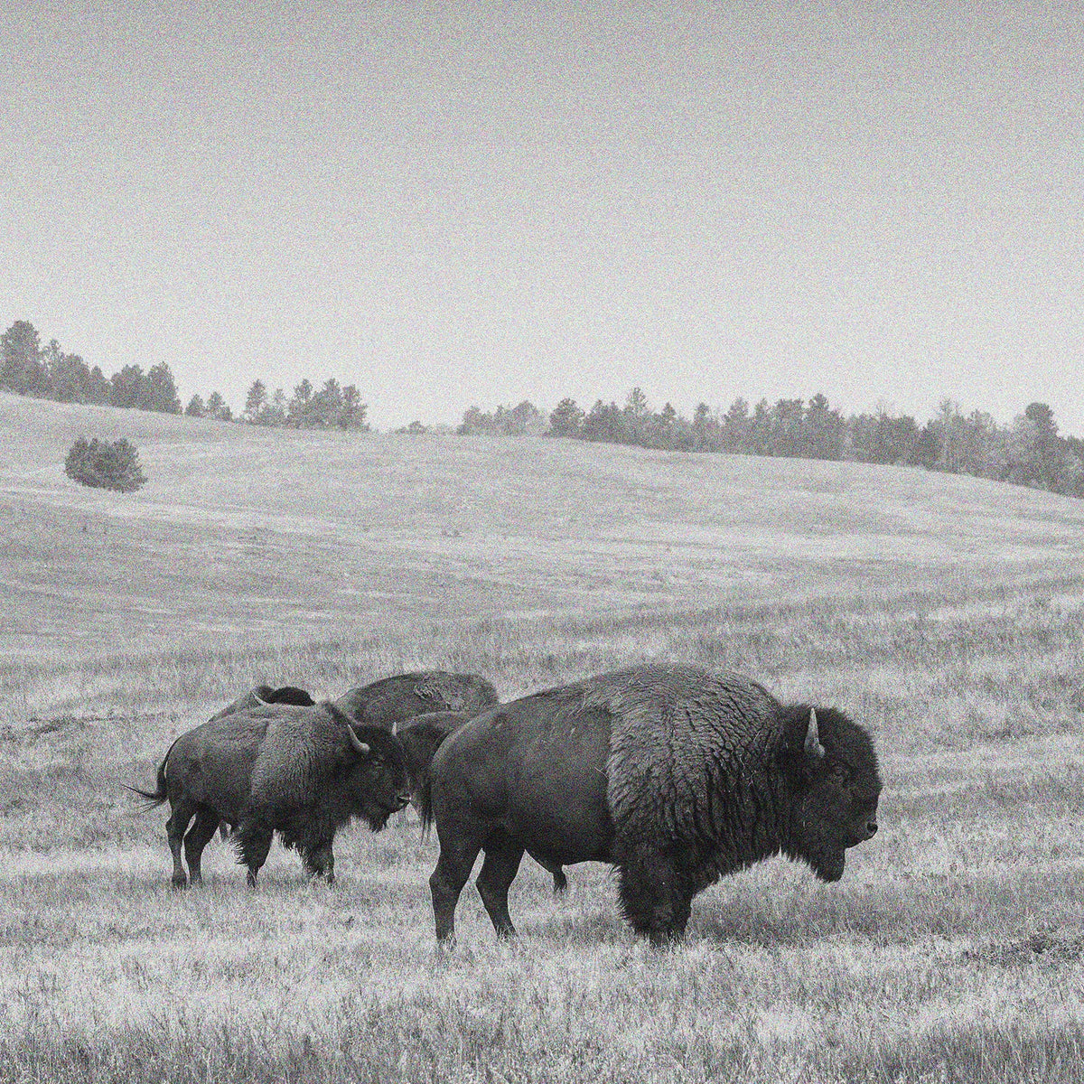 Ranger Bison Jerky