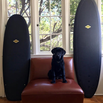 Black dog sitting on a brown chair with two black surfboards against a windowed wall.