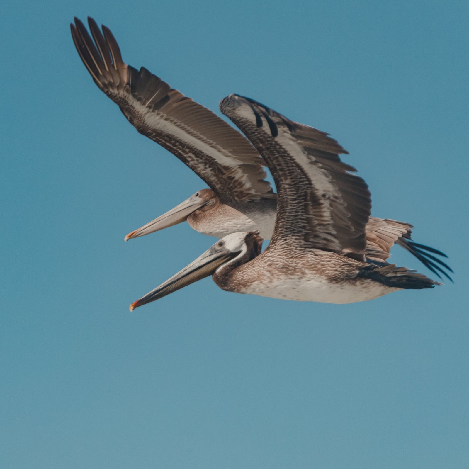 Two pelicans flying against a clear blue sky